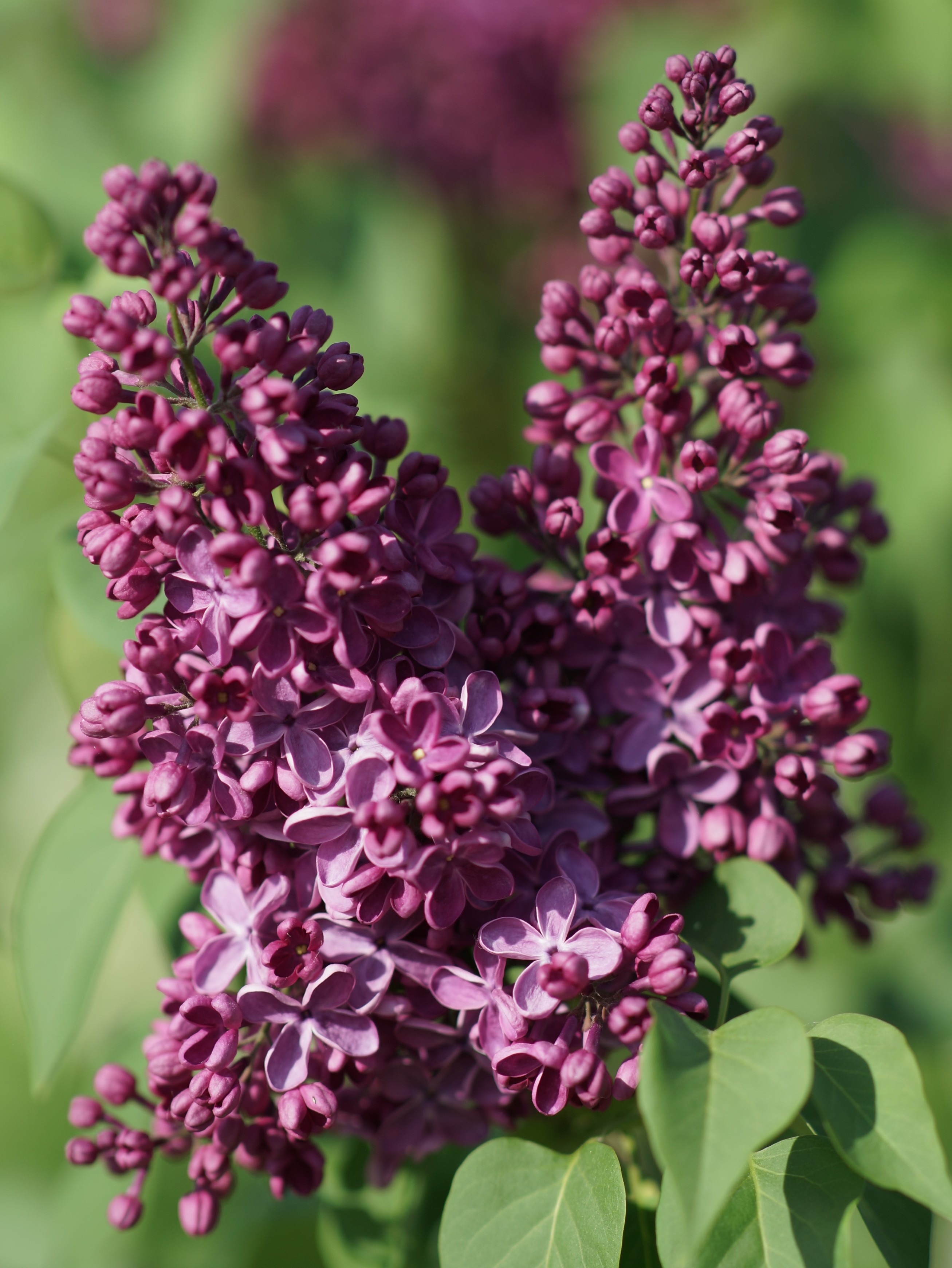 ''Znamja Ļeņina'' Syringa vulgaris